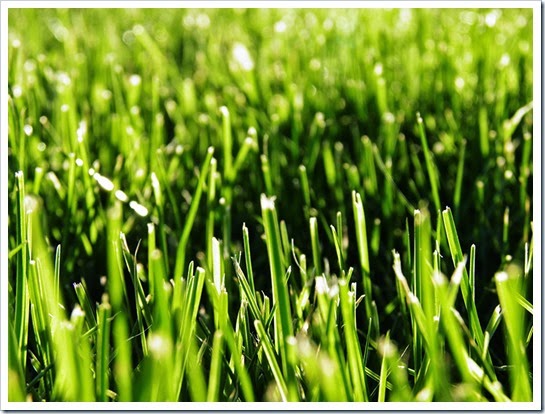 Grass---April-19-2015-Barb-Derksen