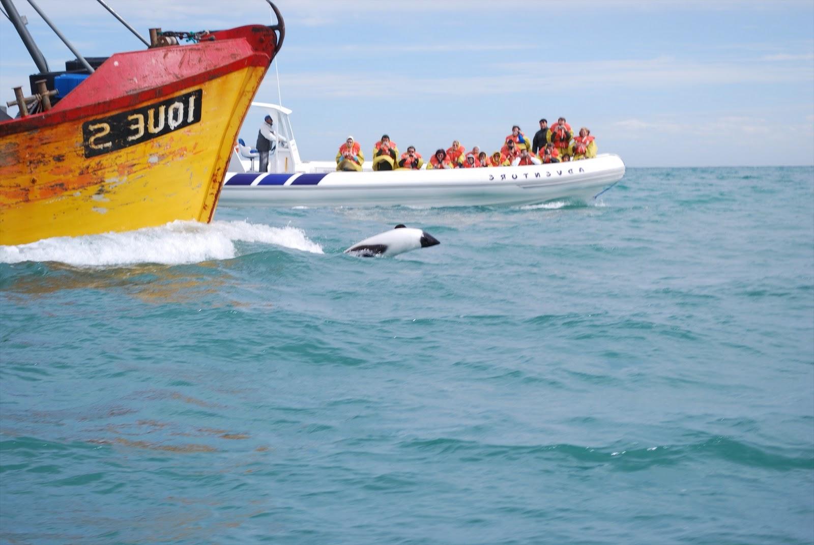 Puerto Rawson Dolphin Watching