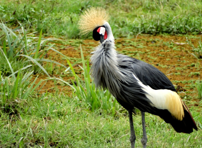 Заметки о животных. Путешествие по Кении и Танзании.