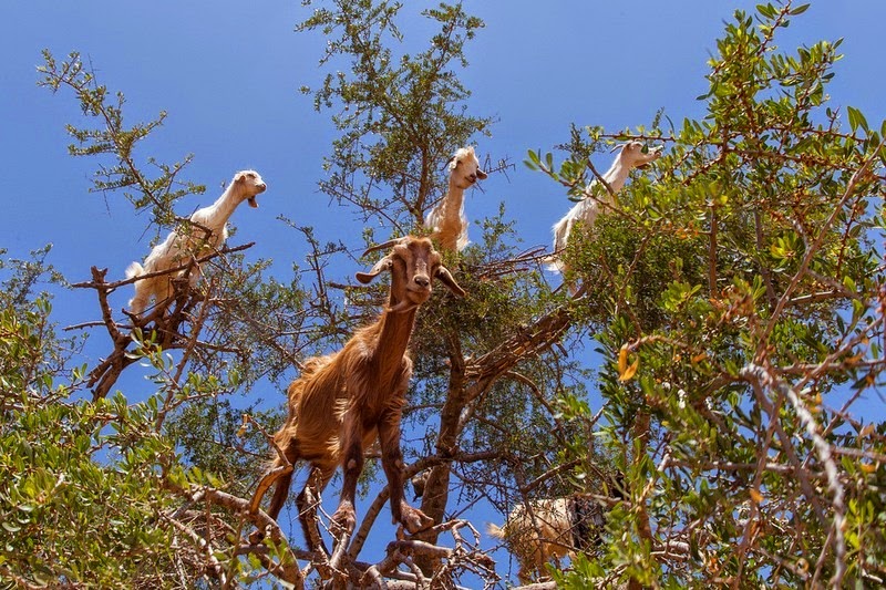 goats-argan-trees-5 goats-argan-trees-5