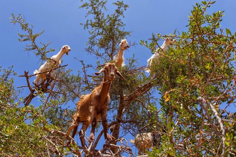 goats-argan-trees-5