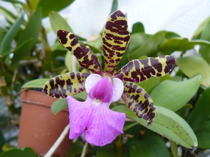 Cattleya aclandiae P1050401