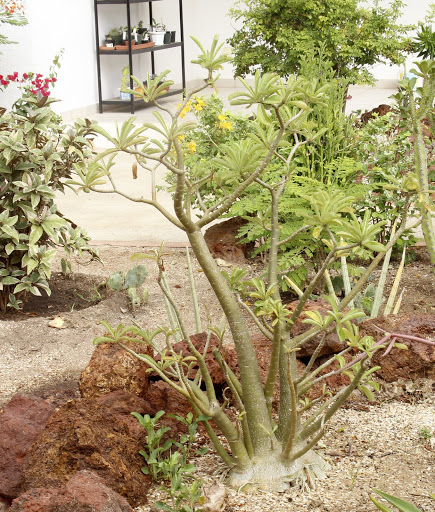 ma petite collection d'Adenium _MG_6229