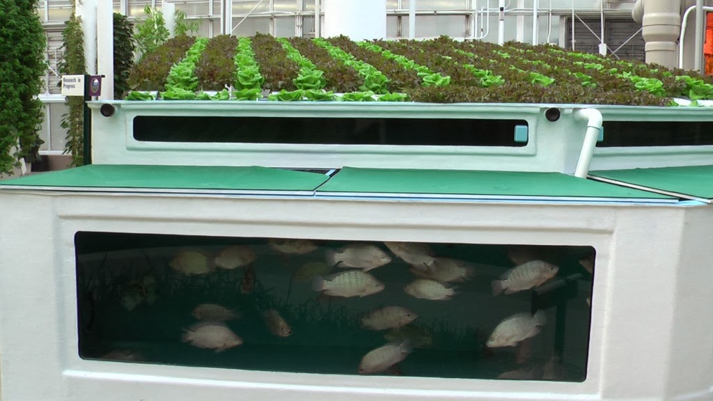 Fiche - L'AQUAPONIE en Aquarium Epcot-aquaponics-1024x576