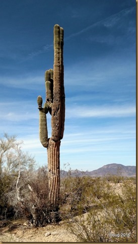 Saguaro Cactus