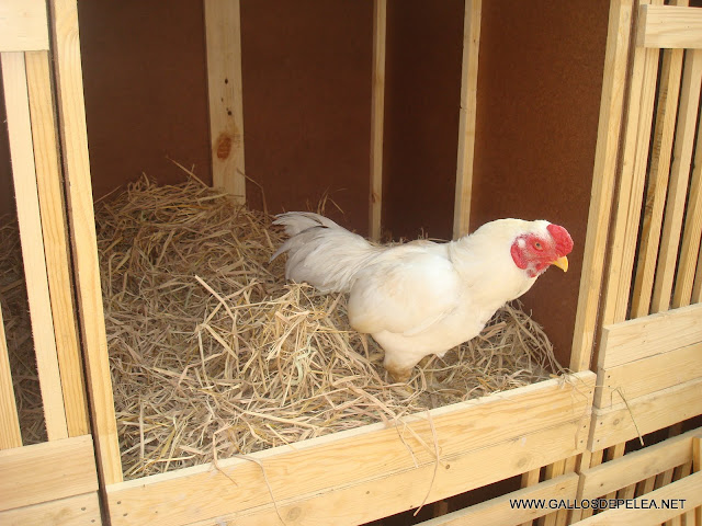 GALLO ASIL