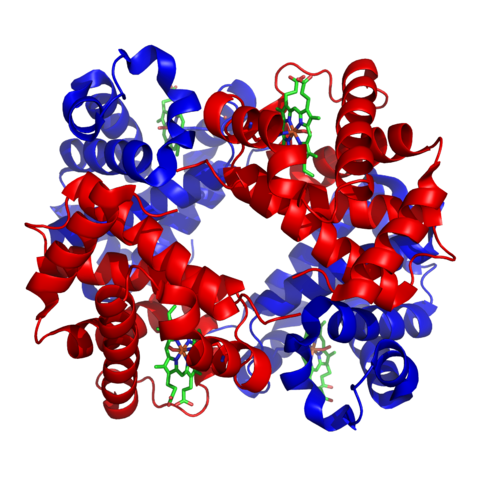 파일:attachment/단백질/haemoglobin.png