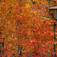 rosso autunnale  di 