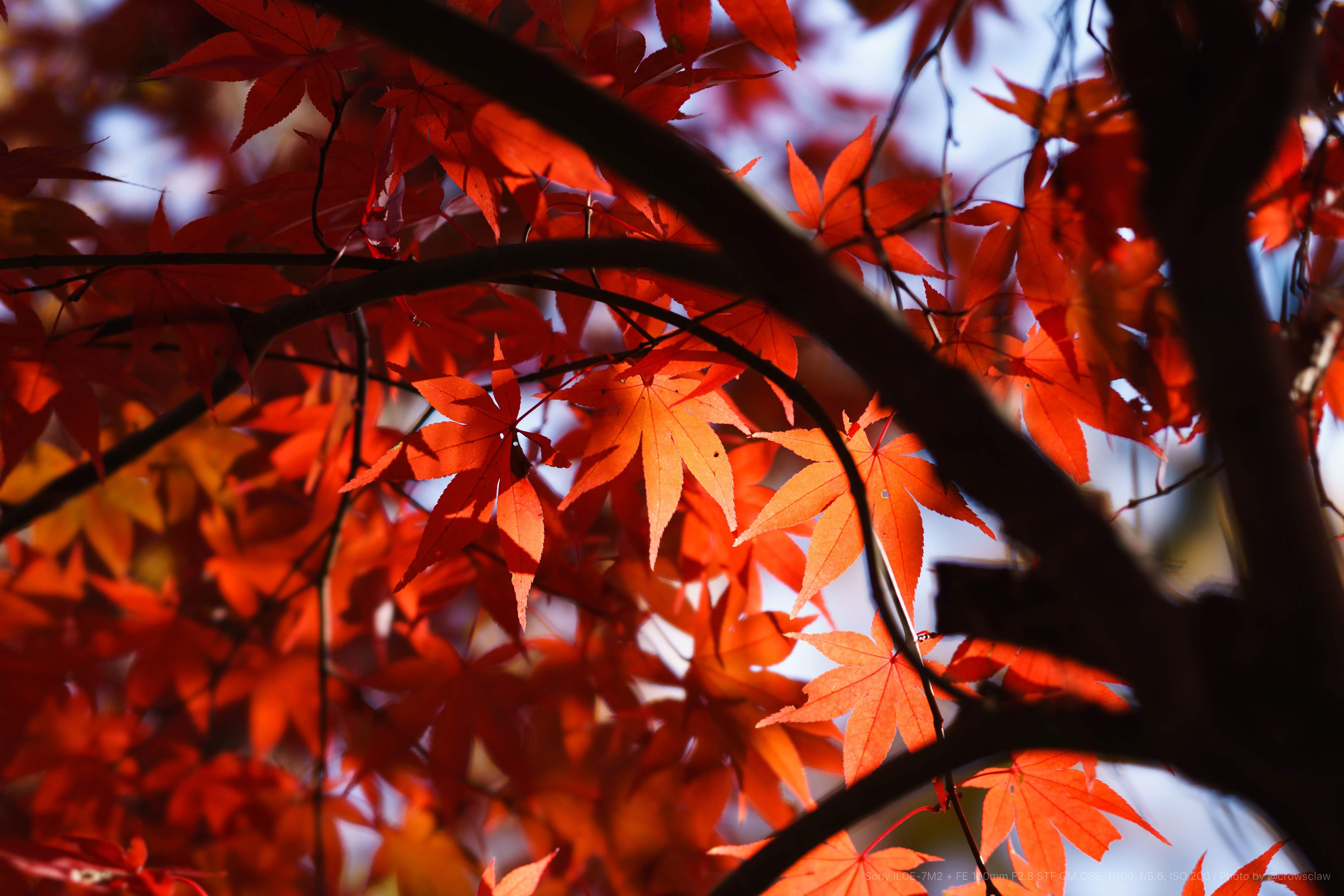 天覧山 多峯主山 紅葉登山のゴール地点 Crow Sclaw