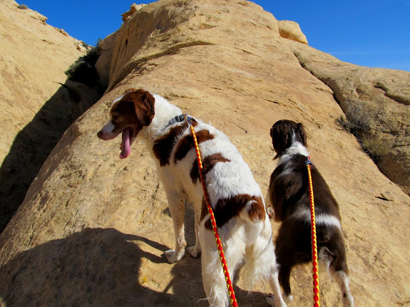 The dogs pulling me up the hill