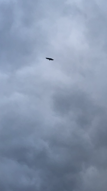 Sharp Shinned hawk