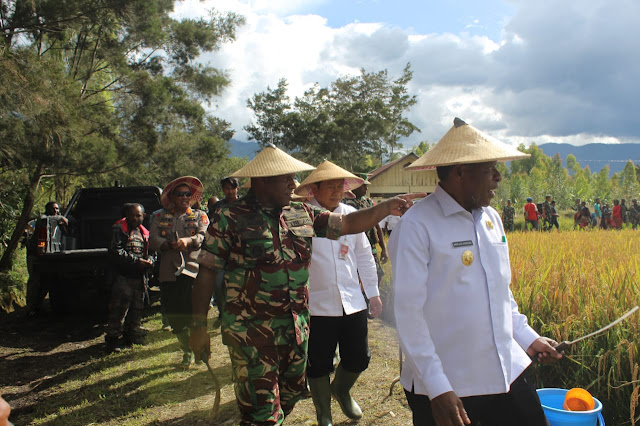 Peduli Ketahanan Pangan, Kodim 1702 /JWY Pimpin Panen Bersama Budidaya Tanaman Padi Program Unggulan