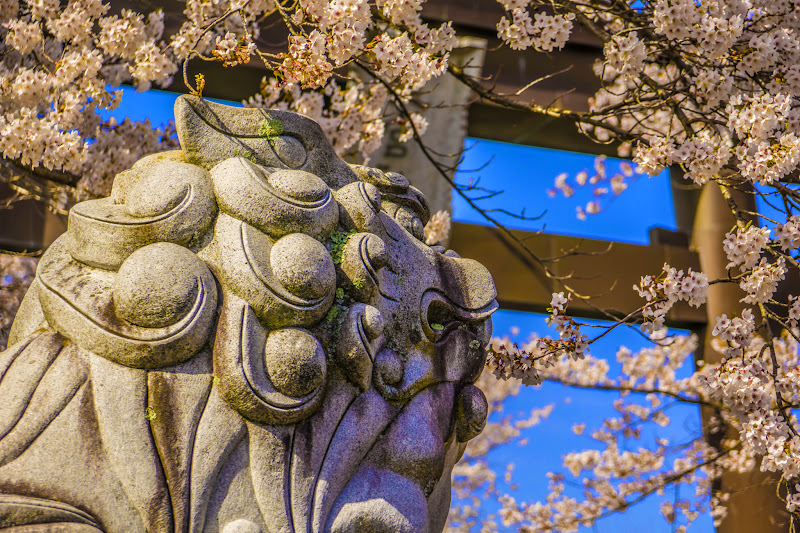 Fuji Omuro Sengen Shrine, cherry blossoms 8