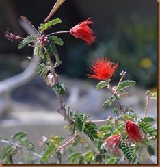 flowerbush