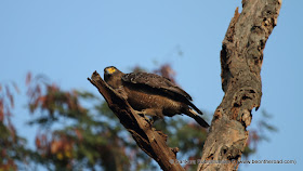 Crested Serpent Eagle getting ready to fly