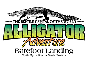 Alligator Adventure