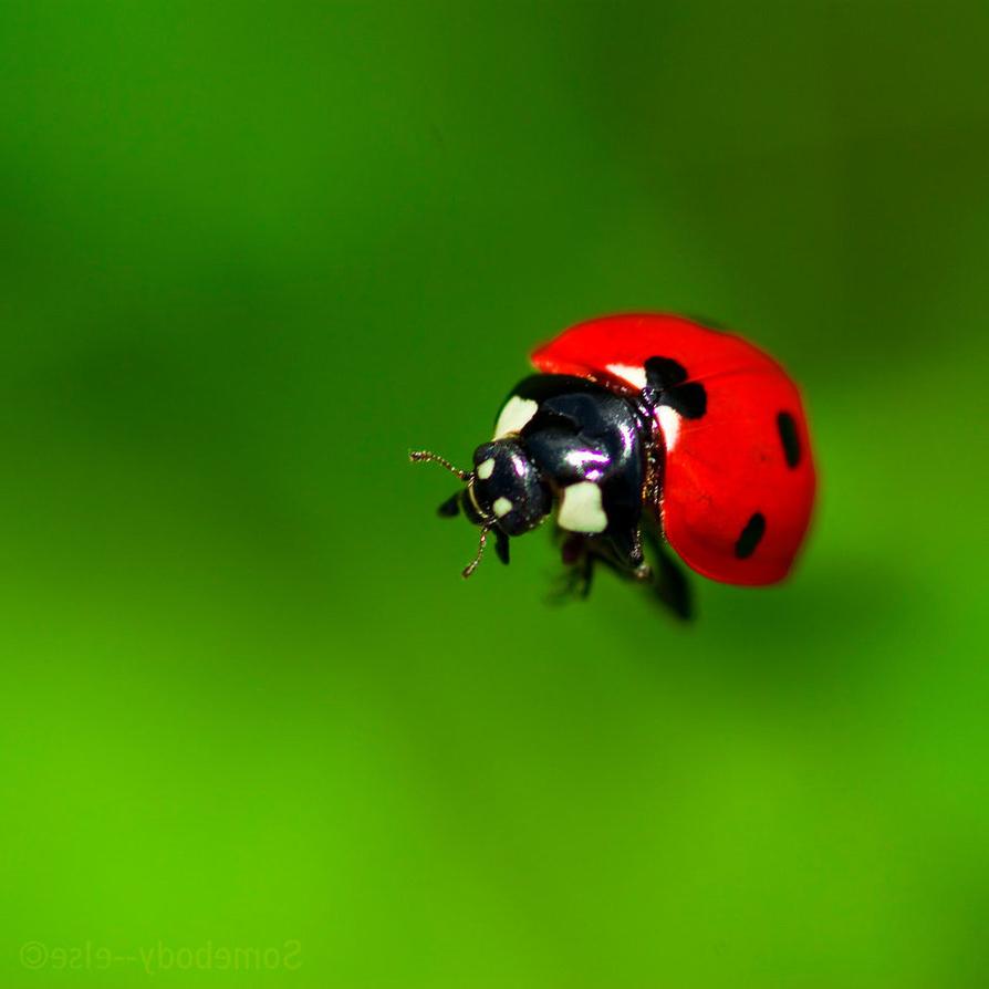 Une merveille de Coccinelle by