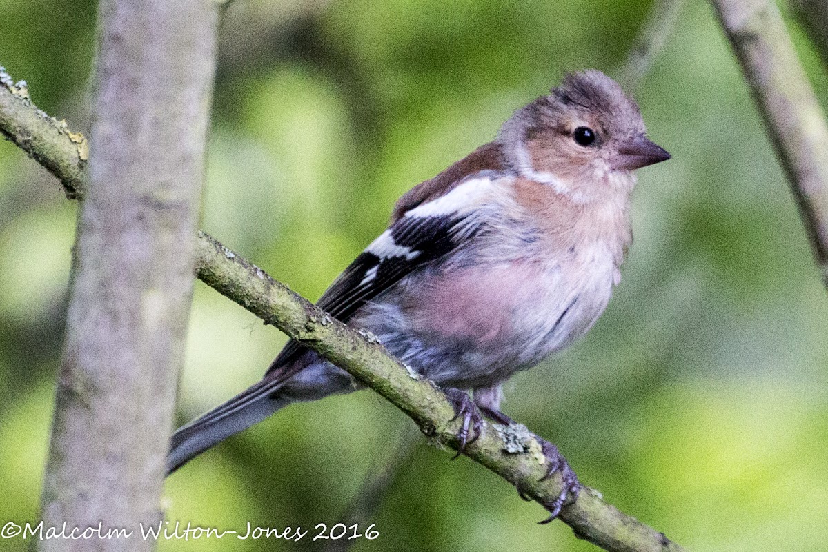 Chaffinch