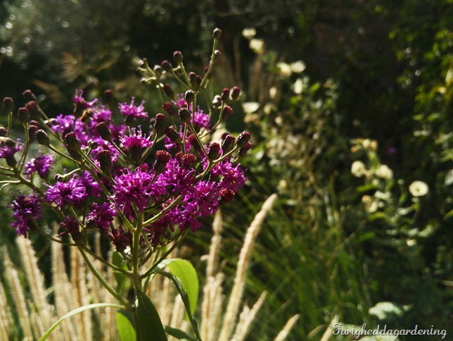 vernonia baldwinii