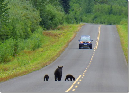 Three bears along Cassiar Highway, mama and two cubs