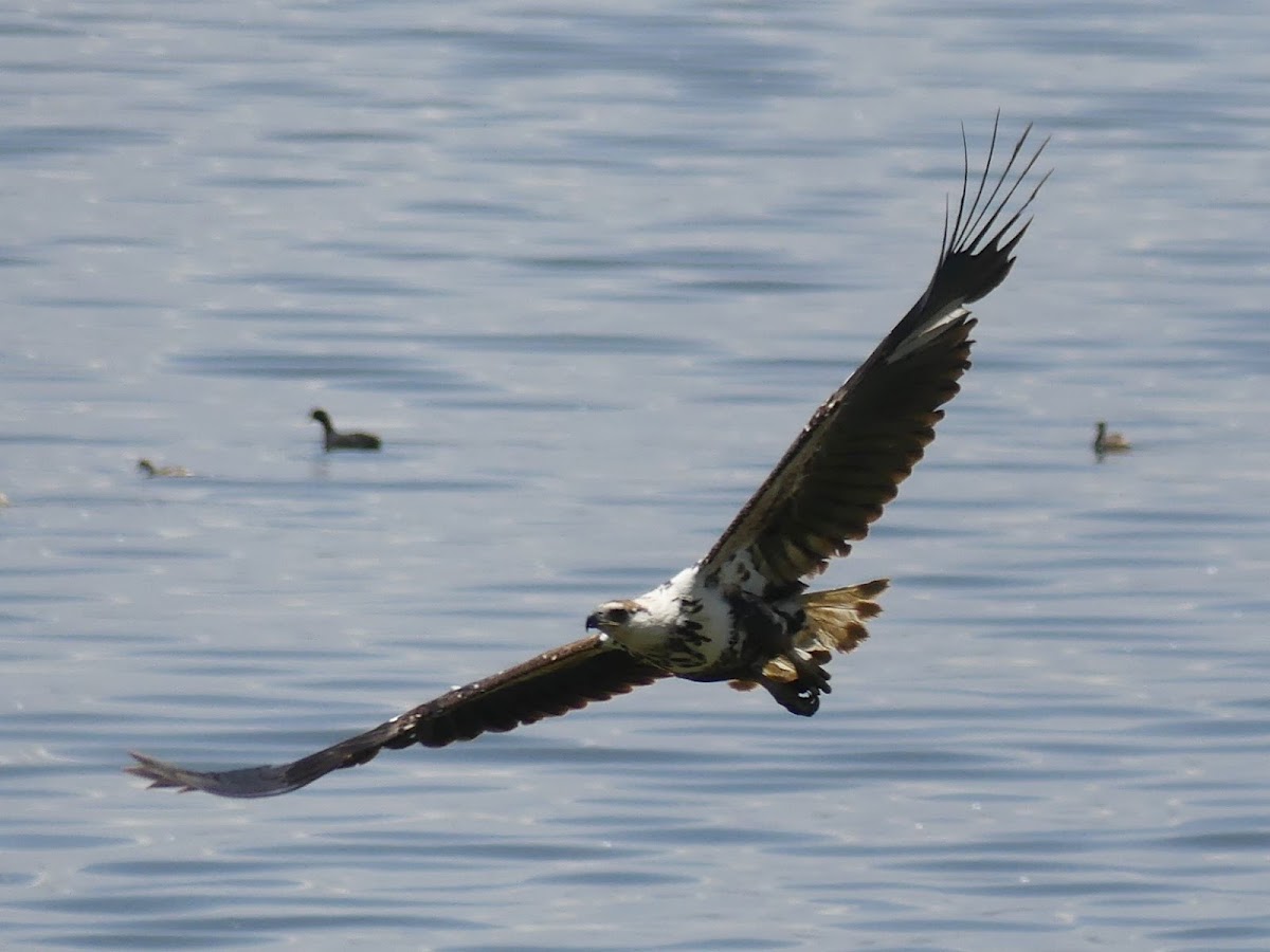 African Fish Eagle