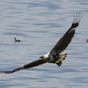 African Fish Eagle