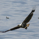 African Fish Eagle