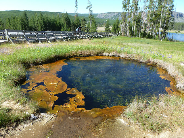 PN Yellowstone. Madison. Valle río Gibbon. Norris Geyser Basin. 12 Julio - LAS ROCOSAS DE CANADA. YELLOWSTONE Y GRAND TETON. (4)