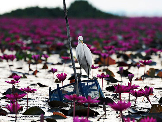 ล่องเรือ แลนก ทะเลน้อย ที่พัทลุง จังหวัดพัทลุง