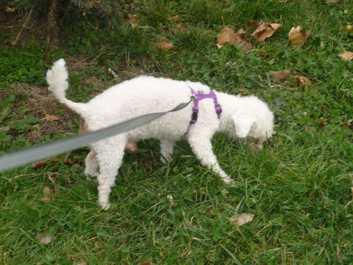 RICK BICHON FRISE MALE 14 ANS ADOPTE PAR OLIVIA42 001