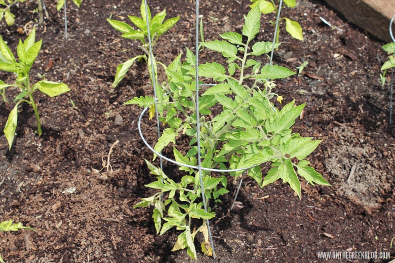 Tomato plant in cage