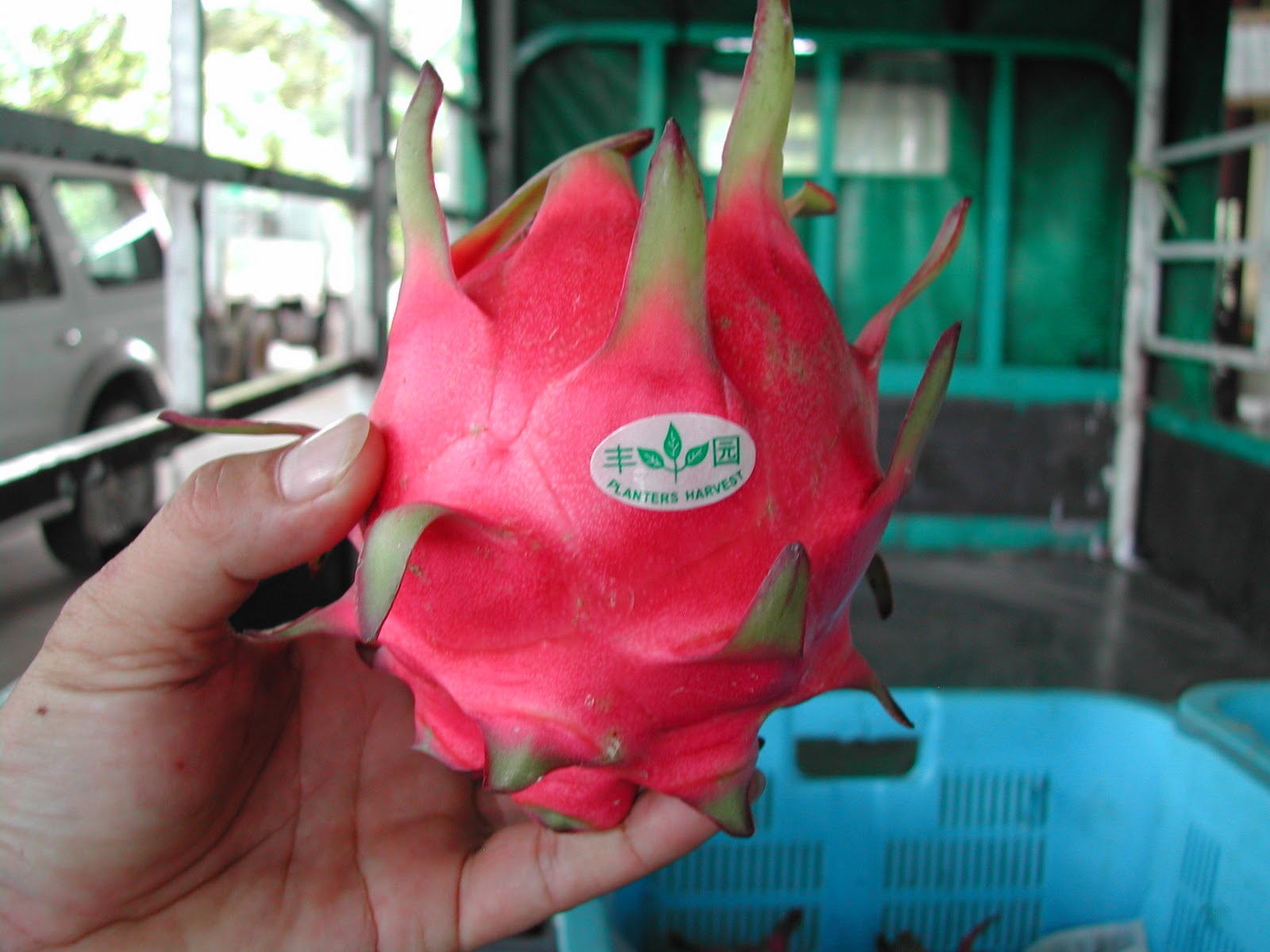 Dragon Fruit Near Me Locations and More