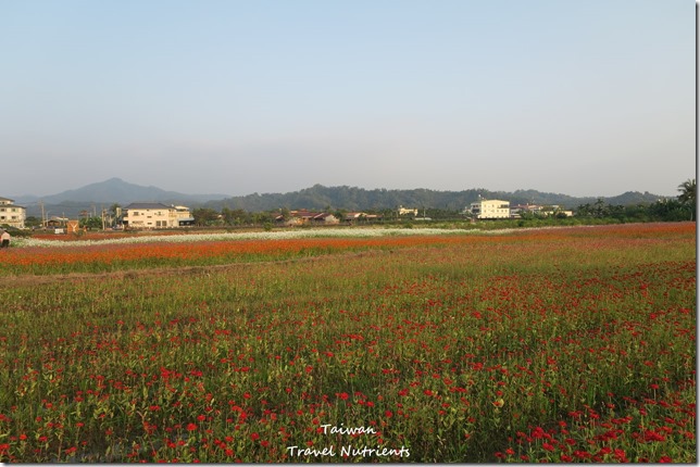 美濃花海 (37)