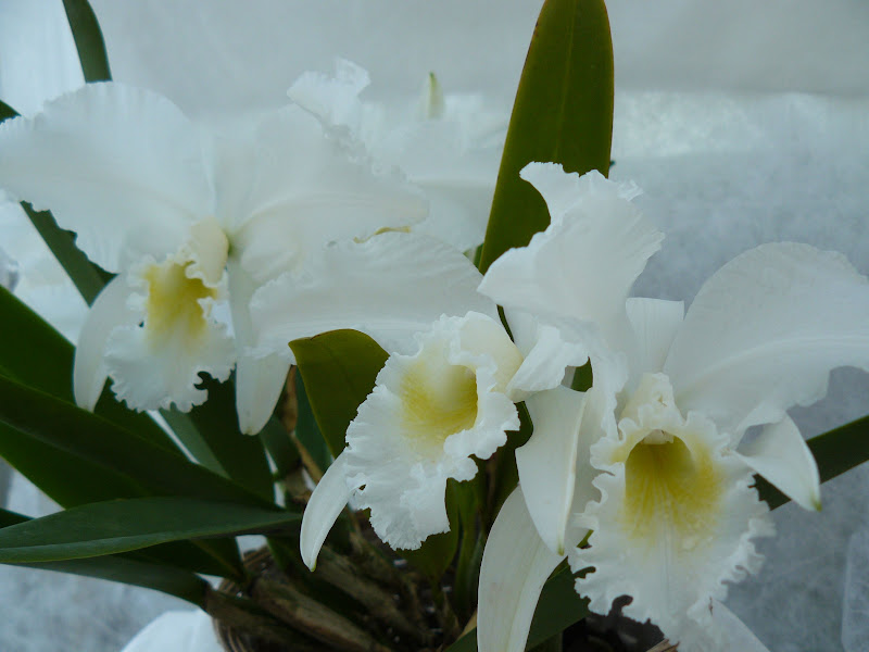 Cattleya mossiae f. wageneri P1050640