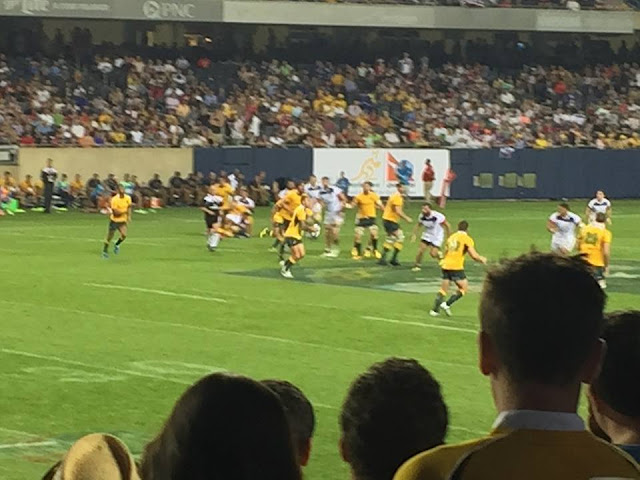 Wallabies1.jpg