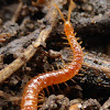 Soil Centipede