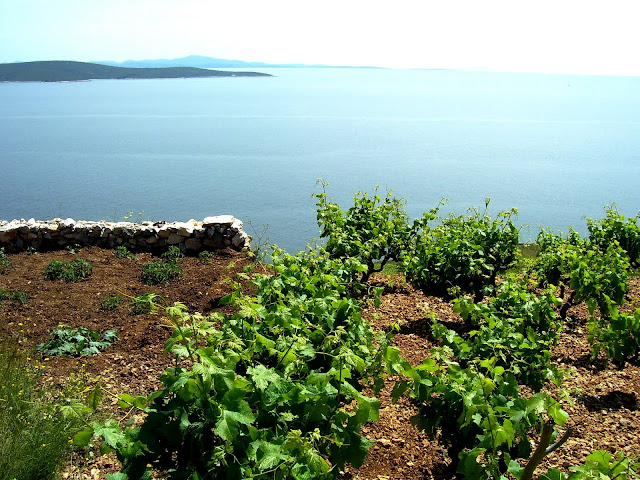 Wines of Croatia