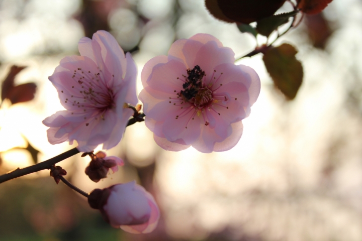 Petali di luce. . . . di Hanami