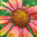 Blanket Flower