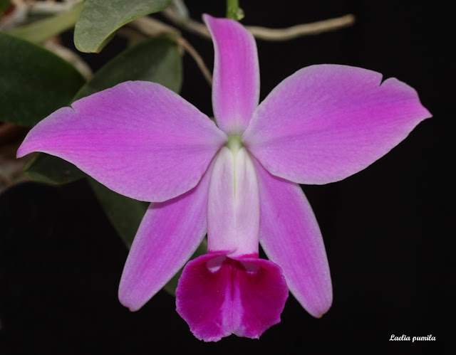 Cattleya (Laelia) pumila IMG_8692b%252520%252528Large%252529