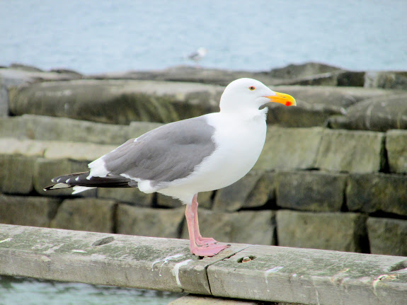 California gull, the official bird of the state of Utah