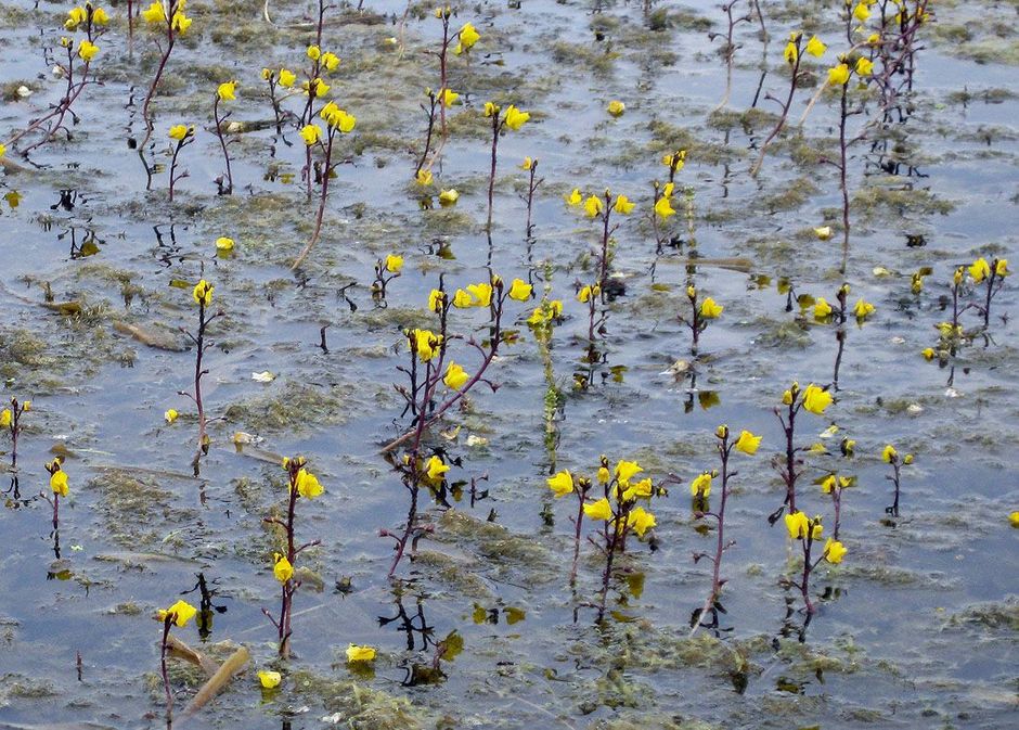 Пузырчатка обыкновенная (Utricularia vulgaris)