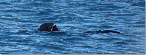 Otter in Resurrection Bay 