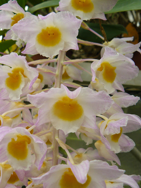 Dendrobium Mousmé (Mousmee) P1050176