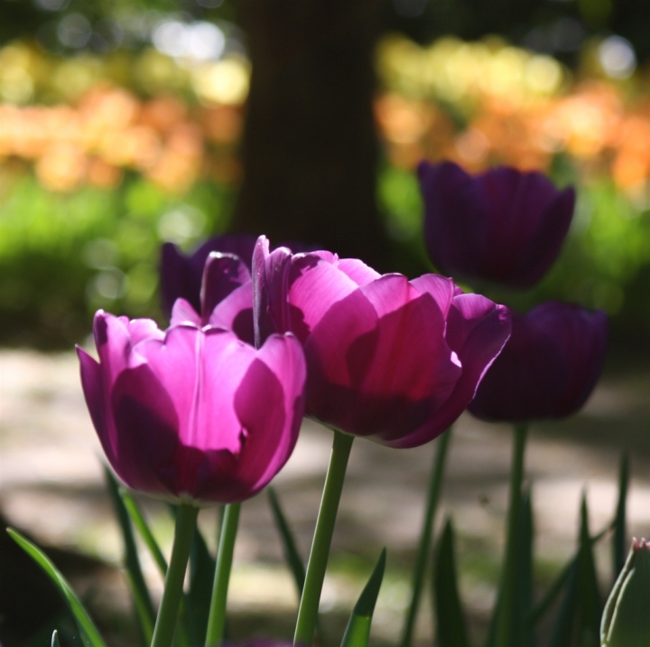 Tulipani a primavera di danielasmerieri