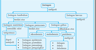 Peta Konsep pada Jaringan  Hewan  dan Tumbuhan Garda 