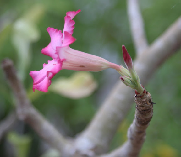 Adenium arabicum IMG_7305