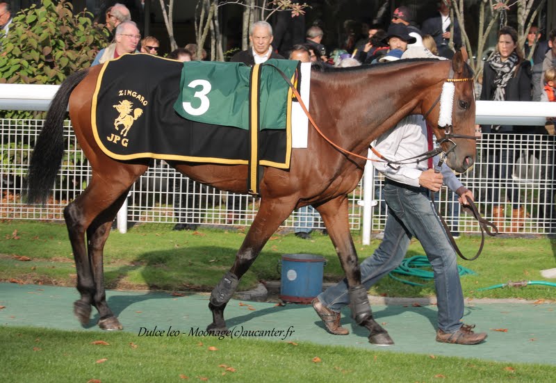 Photos Auteuil 11-10-2015 IMG_5421