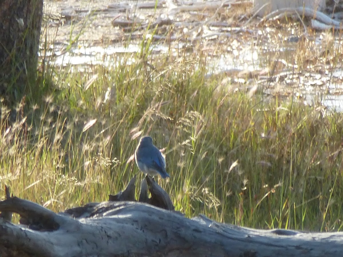 Mountain blue bird