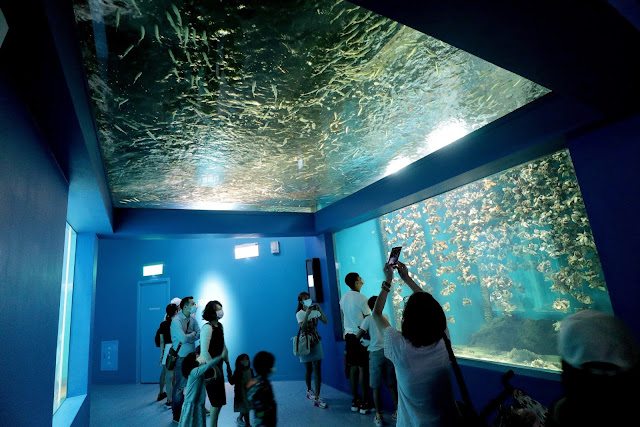 桃園 青埔 親子景點  Xpark 水族館 企鵝 水母 水豚君